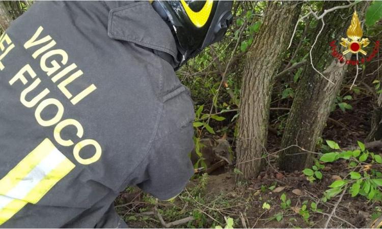 Un lupo preda di un laccio nel bosco: salvato dai Vigili del Fuoco, curato e rimesso in libertà (VIDEO)