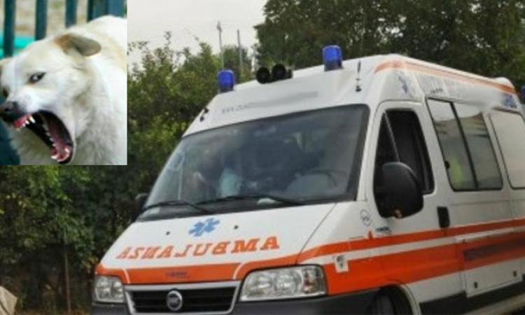 Montecassiano, maremmano azzanna il padrone alle braccia: 60enne finisce al pronto soccorso Montecassiano, maremmano azzanna il padrone alle braccia: 60enne finisce al pronto soccorso