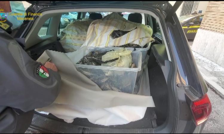Civitanova, trasporta 180 chili di granchi reali a bordo del Suv: denunciato titolare di un 'sushi' (VIDEO)