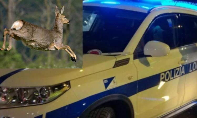 Macerata, auto travolge un capriolo sbucato all'improvviso: terzo episodio in due settimane