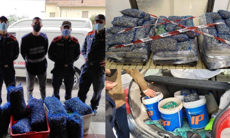 Vongole prive di tracciabilità, sequestrati 21 quintali nei porti di Ancona e Civitanova