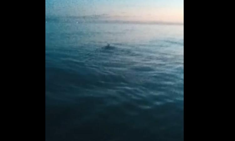 Avvistamento incredibile a Civitanova: un piccolo cerbiatto nuota in mare aperto