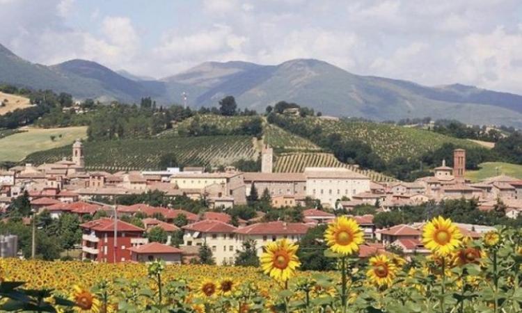 Allarme piccioni nelle Marche, a rischio la semina del girasole: campi del Maceratese i più colpiti