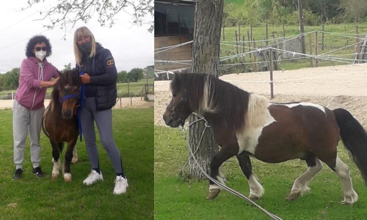 Tragedia laghetto della Cimarella, spunta un lieto fine: il pony "Furia" trova una nuova casa Tragedia laghetto della Cimarella, spunta un lieto fine: il pony "Furia" trova una nuova casa