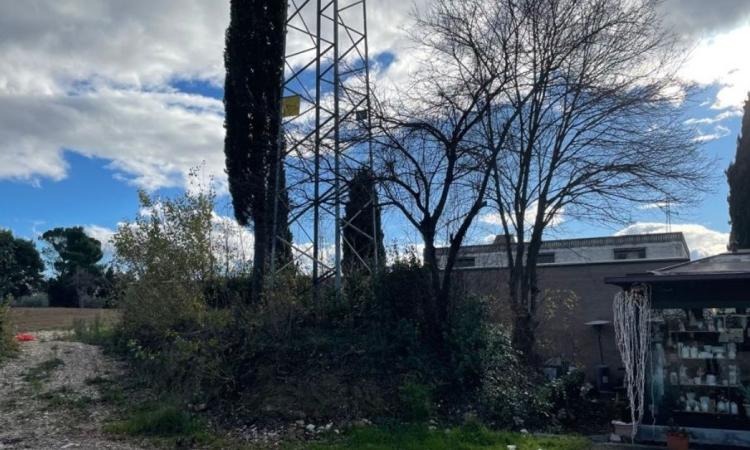 Macerata, un virus colpisce i gatti in zona cimitero: pronto ricovero felino per monitorare il focolaio