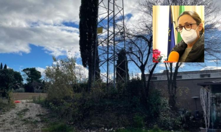 Macerata, epidemia nella colonia felina. Le associazioni animaliste: "L'assessore Laviano non ci ha coinvolto"