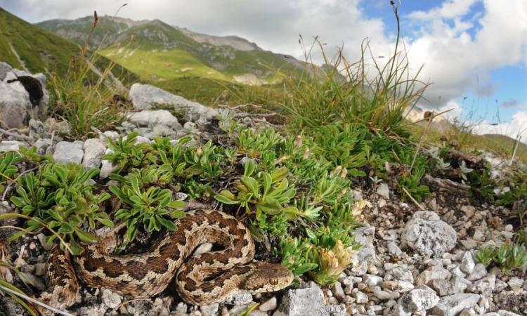 Anfibi e rettili nel Parco dei Sibillini: al via una ricerca sulla loro distribuzione