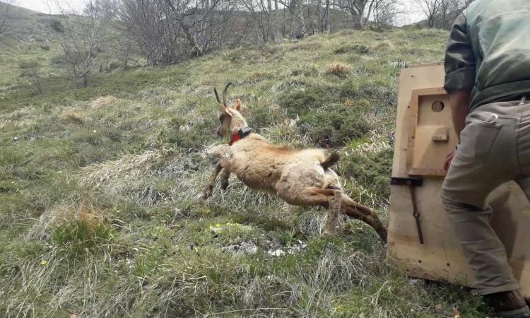 Bolognola, i camosci "Manardo" e "Cecco" riassaporano la libertà: liberati sui Monti Sibillini Bolognola, i camosci "Manardo" e "Cecco" riassaporano la libertà: liberati sui Monti Sibillini