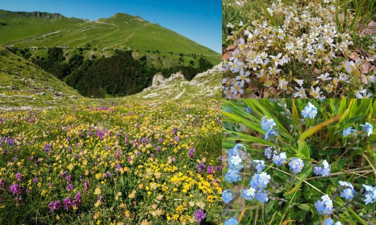 Sarnano, lo spettacolo della fioritura dei Piani di Ragnolo a Primavera: i Sibillini vestiti a festa Sarnano, lo spettacolo della fioritura dei Piani di Ragnolo a Primavera: i Sibillini vestiti a festa