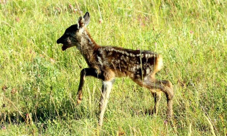 Ritrovamento di animali selvatici appena nati, cosa fare? "Non avvicinarsi, né toccarli"