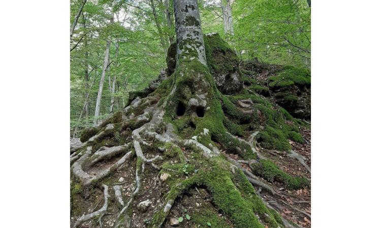 L'esperienza della fruizione forestale del parco al festival IT.A.CA L'esperienza della fruizione forestale del parco al festival IT.A.CA