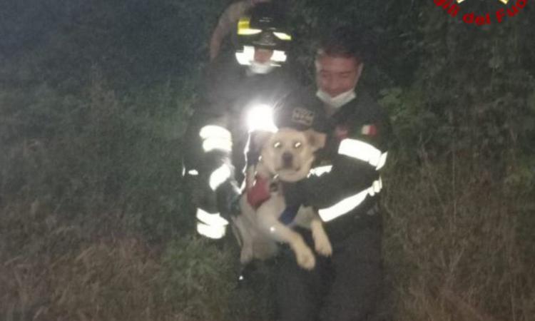 Matelica, un cane resta intrappolato tra gli arbusti: lo liberano i vigili del fuoco Matelica, un cane resta intrappolato tra gli arbusti: lo liberano i vigili del fuoco