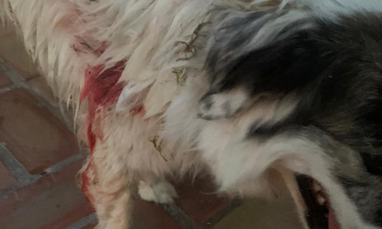 Potenza Picena, "I miei cani azzannati più volte da un lupo nell'arco di 20 giorni": l'allarme di un cittadino