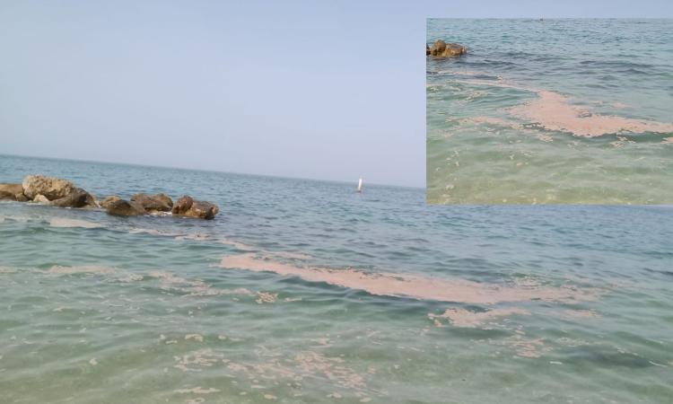 Porto Recanati, acqua del mare tinta di rosa. Il Comune: "Nessun allarme, è la fioritura delle alghe" Porto Recanati, acqua del mare tinta di rosa. Il Comune: "Nessun allarme, è la fioritura delle alghe"