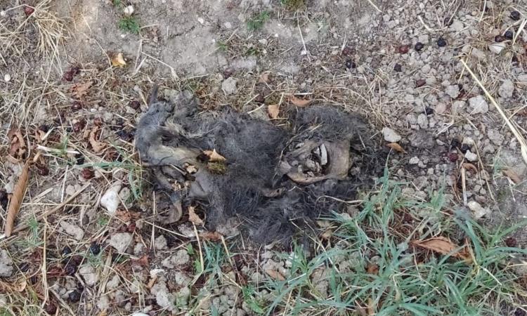 Macerata, carcassa di gatto al parco: "Fatte molte segnalazioni, ma nessuna risposta dal Comune"