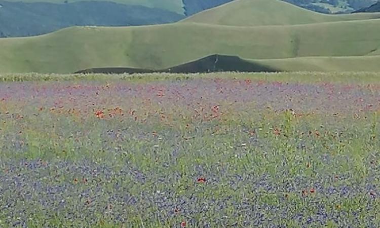 "Fiorita di Castelluccio" in bus: ecco i servizi per il weekend