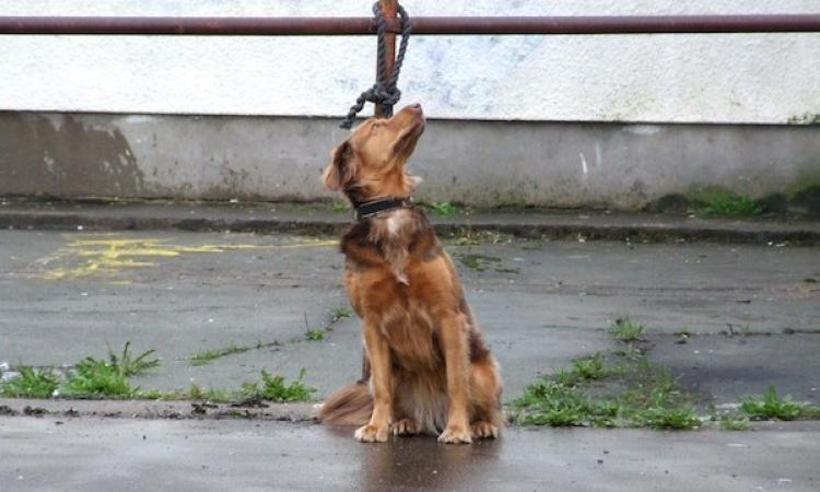 Abbandona il proprio cane senza essere visto: arriva la condanna penale