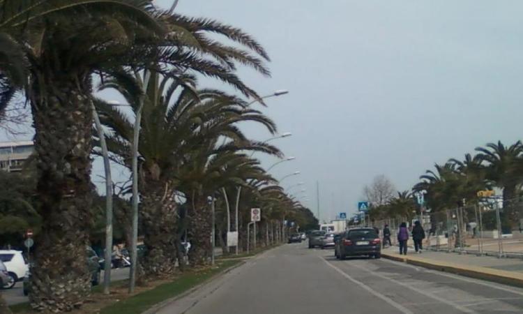 Cento nuove palme a Civitanova: "Obiettivo città più verde delle Marche"