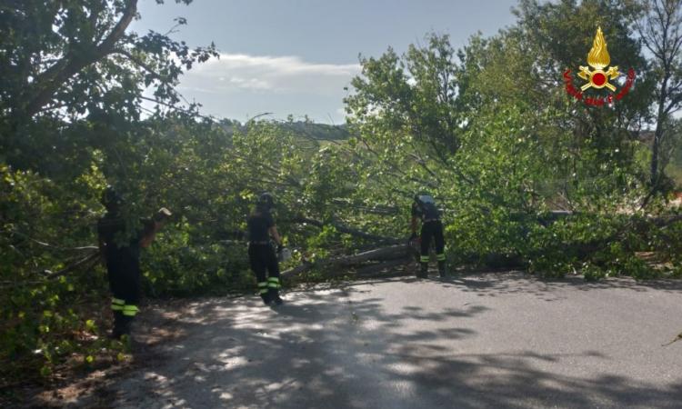 Forti raffiche di vento: vigili del fuoco al lavoro in provincia di Macerata e Ancona Forti raffiche di vento: vigili del fuoco al lavoro in provincia di Macerata e Ancona