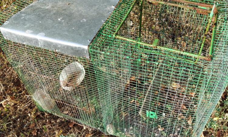 Urbisaglia, scoperta e sequestrata trappola per la cattura di animali selvatici Urbisaglia, scoperta e sequestrata trappola per la cattura di animali selvatici