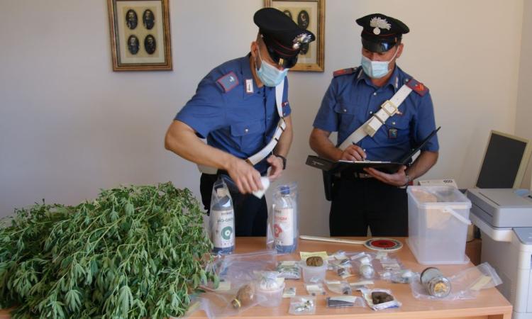 Urbisaglia, serra di marijuana nei pressi dell'abitazione e laboratorio della droga: arrestato 35enne
