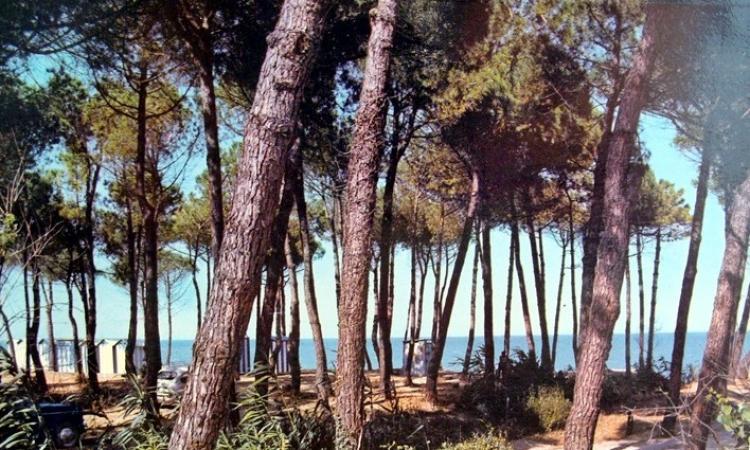 Porto Recanati, sabato 11 settembre laboratori e attività cinofila in pineta Porto Recanati, sabato 11 settembre laboratori e attività cinofila in pineta