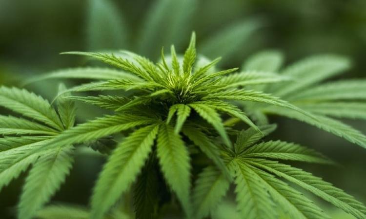 Referendum Cannabis: in meno di 48 ore raccolte 220mila firme