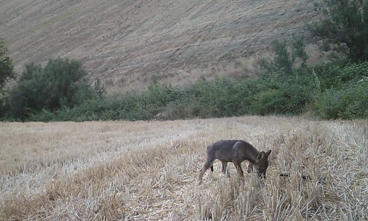 Potenza Picena, le analisi lo confermano: "Presente cucciolata di lupi appenninici" Potenza Picena, le analisi lo confermano: "Presente cucciolata di lupi appenninici"