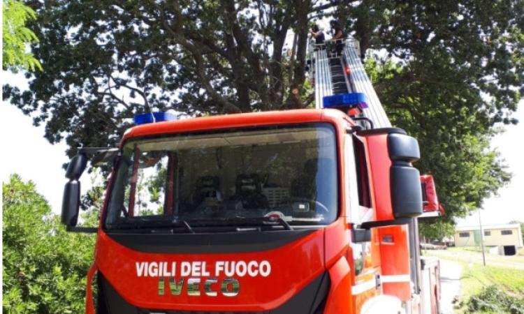 Recanati, un albero prende fuoco lungo la provinciale 77: intervengono i vigili del fuoco