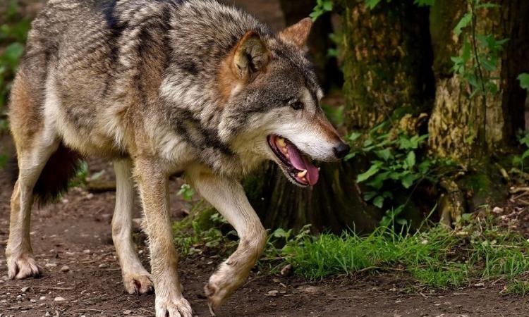 Potenza Picena, ISPRA: "Lupo non pericoloso. Evitare di dar loro da mangiare " Potenza Picena, ISPRA: "Lupo non pericoloso. Evitare di dar loro da mangiare "