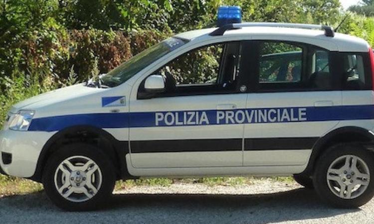 Operazione antibracconaggio nel Maceratese: sequestrati richiami acustici per quaglie Operazione antibracconaggio nel Maceratese: sequestrati richiami acustici per quaglie
