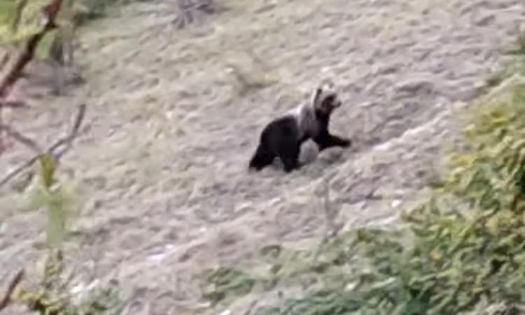 L'orso marsicano ritorna sui Monti Sibillini: un video ne accerta la presenza