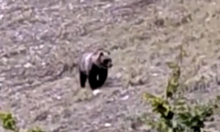 Orso sui Sibillini, l'ente Parco: "Animale non pericoloso, ma è importante non infastidirlo" Orso sui Sibillini, l'ente Parco: "Animale non pericoloso, ma è importante non infastidirlo"