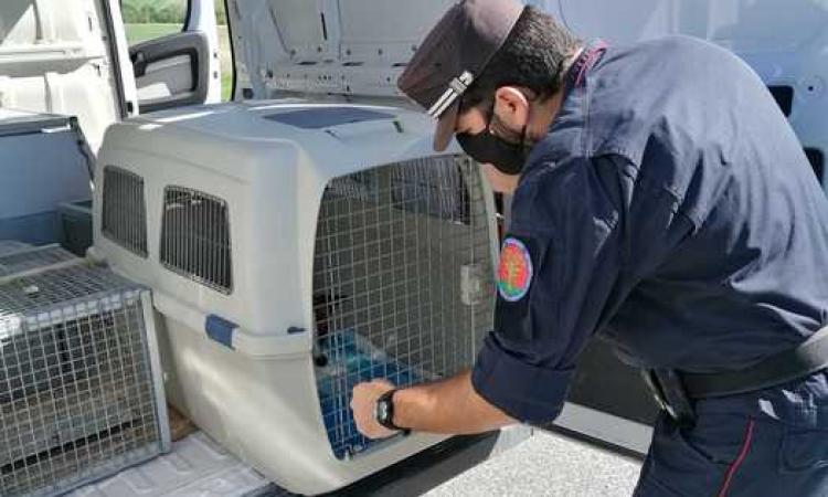 Maltrattamento di cani e gatti di proprietà: sequestrati dodici animali e denunciate due donne