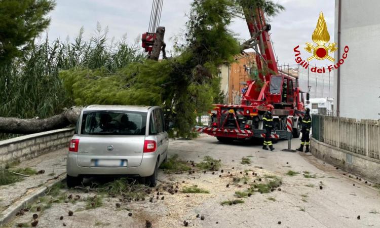 Un grosso albero cade su una Fiat Multipla in sosta: fortunatamente nessuno era a bordo