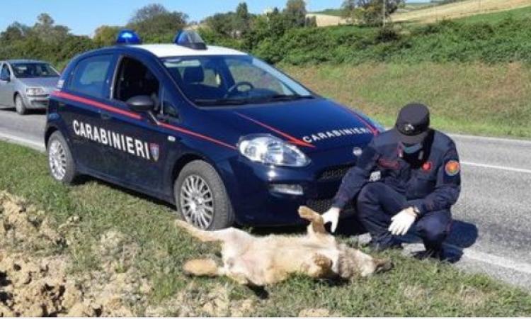 Ancona, investimento fatale per una lupa: la carcassa è stata rinvenuta sulla strada