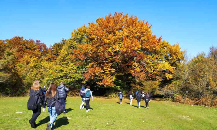 Lo spettacolo della faggeta di Canfaito in autunno: escursione e orienteering per i ragazzi del "Gentili"