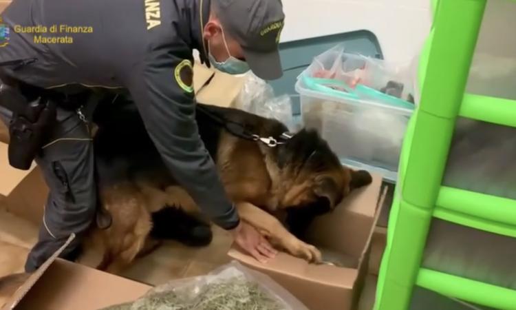 Civitanova, vendevano droga online tramite la loro Srl: arrestati due soci in affari