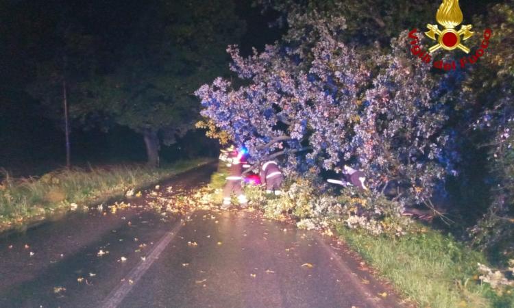 Il maltempo sferza le Marche: vigili del fuoco in azione anche durante la notte Il maltempo sferza le Marche: vigili del fuoco in azione anche durante la notte