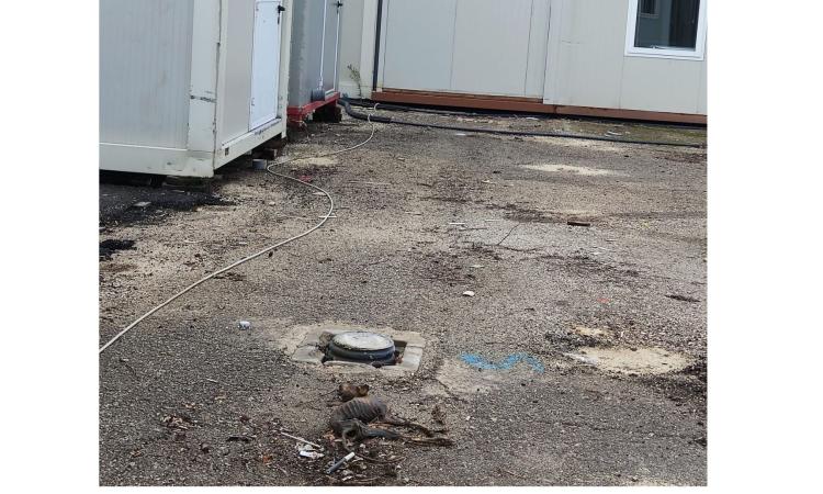 Camerino, carcassa di animale rinvenuta nella zona container