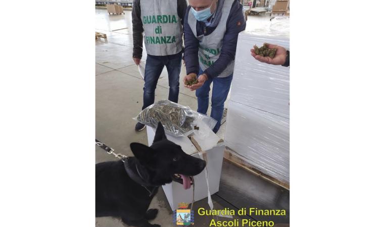 Maxi sequestro da 1,5 tonnellate di marijuana ad Ascoli Piceno: un arrestato e quattro denunciati