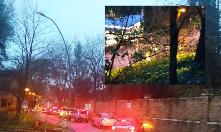 Macerata, cade un albero all'interno dell'ospedale: ingresso bloccato per medici e infermieri Macerata, cade un albero all'interno dell'ospedale: ingresso bloccato per medici e infermieri