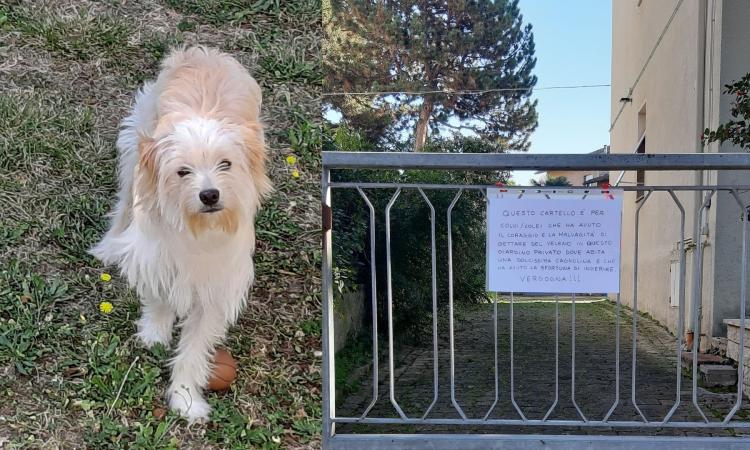 Boccone avvelenato in giardino, cagnolina salvata in extremis. I proprietari: "Gesto criminale"