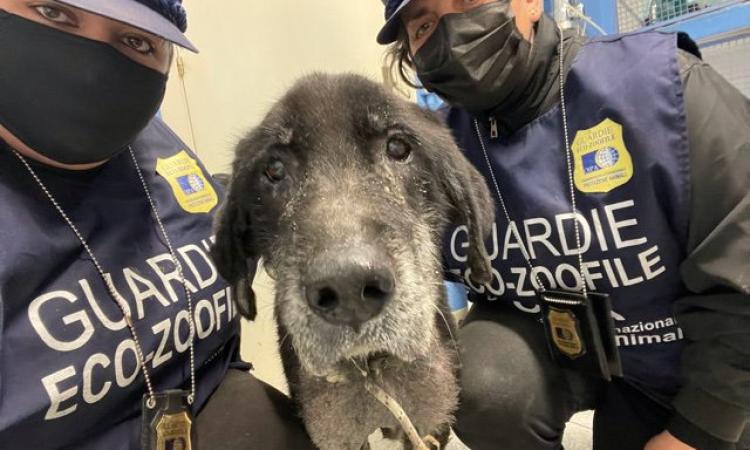 Legato a una catena di 3 metri e lasciato senza cibo: cane messo in salvo dalle guardie zoofile