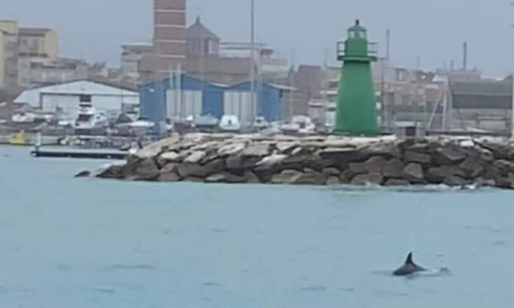 Visita inaspettata al porto di Civitanova: avvistato un delfino