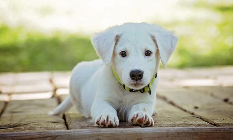 Collare elettrico per addestrare il cane: è maltrattamento