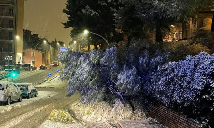 Neve a Macerata: un albero cade sulla sede stradale Neve a Macerata: un albero cade sulla sede stradale