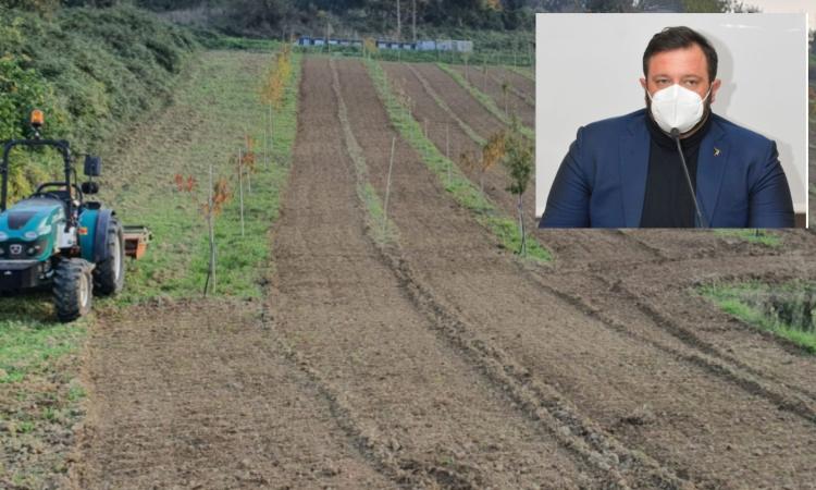 Marche, sette milioni di euro aggiuntivi per le aziende agricole del cratere sismico Marche, sette milioni di euro aggiuntivi per le aziende agricole del cratere sismico