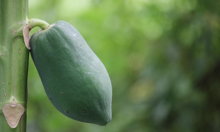 Dalla pitaya al Durion: quali sono i frutti esotici più strani (e buoni) del mondo Dalla pitaya al Durion: quali sono i frutti esotici più strani (e buoni) del mondo