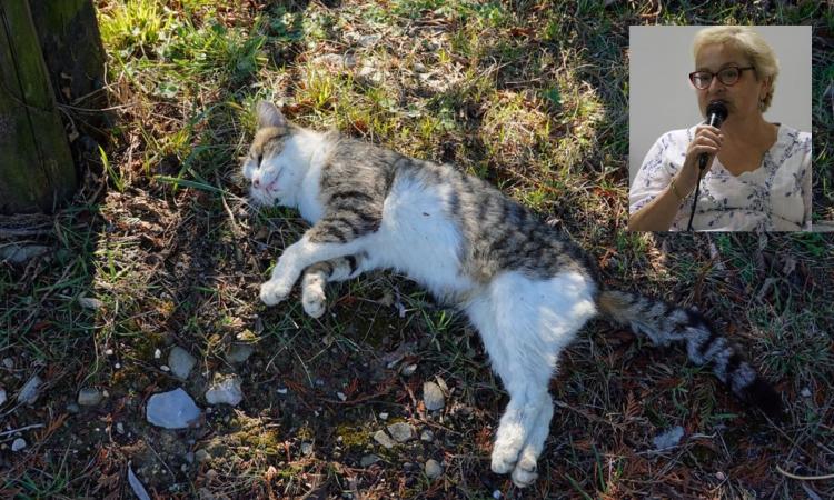 Pioraco, gatti domestici uccisi da killer seriale. “Gesto disumano, stiamo cercando il colpevole”